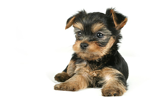 Training a dog to stay